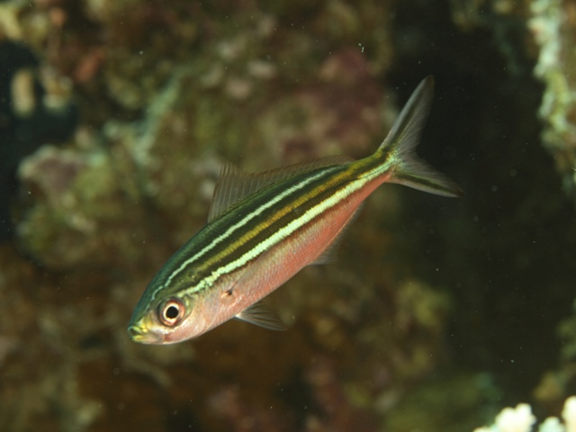 Caesio Striata